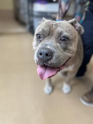 Shelter Stray Female Dog last seen E 3RD ST & S U AVE, 130 Beyer Way, Chula Vista, CA 91911, USA