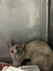Shelter Stray Female Cat last seen , West Valley Animal Shelter, 20655 Plummer St, Chatsworth, CA 91311, USA