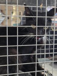 Shelter Stray Female Cat last seen , West Valley Animal Shelter, 20655 Plummer St, Chatsworth, CA 91311, USA