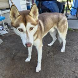 Shelter Stray Male Dog last seen Near BLK WILLOW ST, LONG BEACH, CA, 90815, 7700 E Spring St, Long Beach, CA 90815, USA
