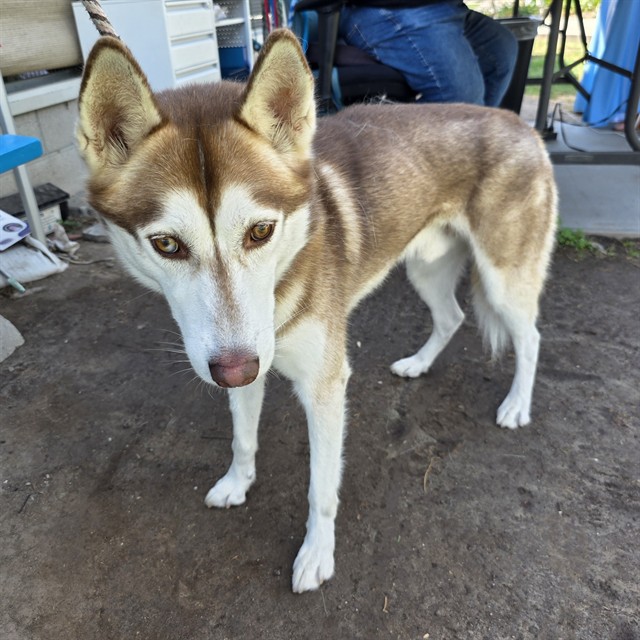Shelter Stray Male Dog last seen Near BLK WILLOW ST, LONG BEACH, CA, 90815, 7700 E Spring St, Long Beach, CA 90815, USA