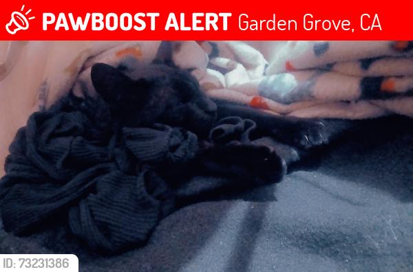 Lost Male Cat last seen Near Acacia Pkwy, Garden Grove, CA 92840, Garden Grove, CA 92840