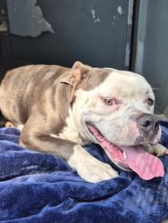 Shelter Stray Male Dog last seen , 11258 Garfield Ave, Downey, CA 90242, USA