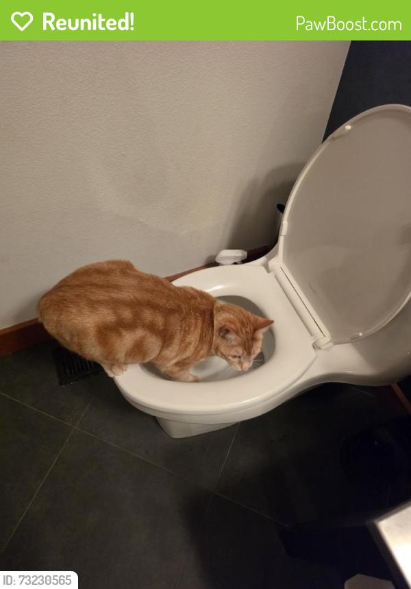 Reunited Male Cat last seen Near 9th Pl S, Des Moines, WA 98198, USA, Des Moines, WA 98198