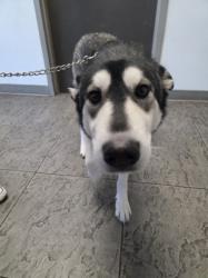 Shelter Stray Female Dog last seen , 11361 W Pico Blvd, Los Angeles, CA 90064, USA