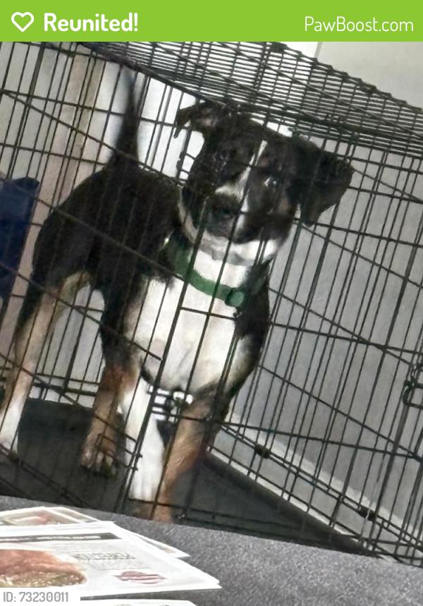 Reunited Male Dog last seen Sancus Blvd and Lazelle, Westerville, OH 43081