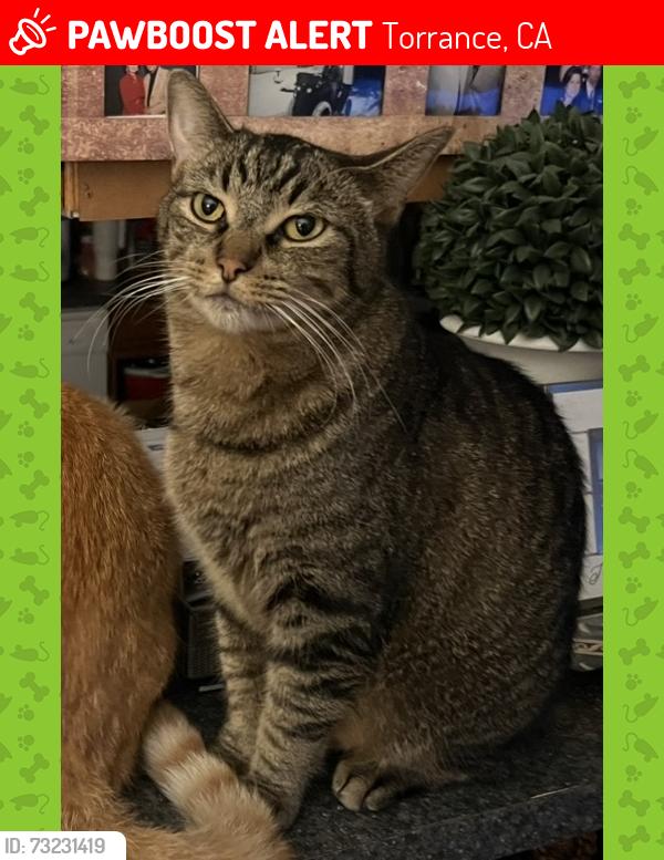 Lost Male Cat last seen Torrance blvd, Milton ave, Torrance, CA 90502
