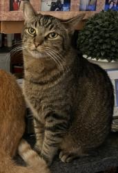 Lost Male Cat last seen Torrance blvd, Milton ave, Torrance, CA 90502
