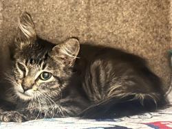 Shelter Stray Male Cat last seen BAKER ST/ 64TH ST, JURUPA VALLEY, 6851 Van Buren Boulevard, Jurupa Valley, CA 92509, USA