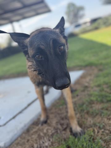 Shelter Stray Female Dog last seen Near BLOCK STRATTON DR, RIVERSIDE CA 92505, 6851 Van Buren Boulevard, Jurupa Valley, CA 92509, USA