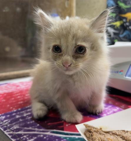 Shelter Stray Male Cat last seen Near BLOCK SIERRA ST, RIVERSIDE CA 92504, 6851 Van Buren Boulevard, Jurupa Valley, CA 92509, USA