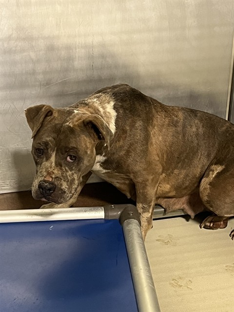 Shelter Stray Female Dog last seen Near MOUNTAIN VIEW RD, BAKERSFIELD CA 93307, 3951 Fruitvale Ave, Bakersfield, CA 93308, USA