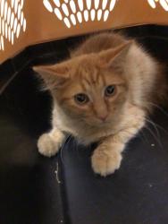 Shelter Stray Male Cat last seen Near BLOCK W 100TH AVE #334, 12155 Park Blvd, Brighton, CO 80601, USA
