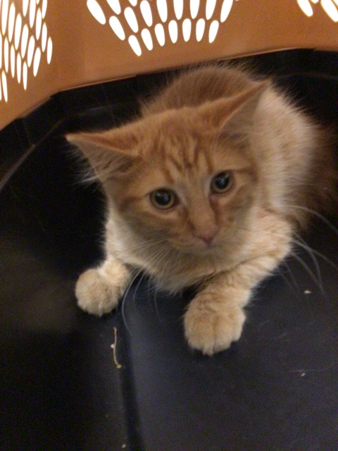 Shelter Stray Male Cat last seen Near BLOCK W 100TH AVE #334, 12155 Park Blvd, Brighton, CO 80601, USA