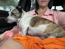 Reunited Male Dog last seen Handcart and Spring Oak Trail, Wesley Chapel, FL 33541