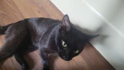 Found/Stray Male Cat last seen Lonsdale, Knoxville, TN 37921