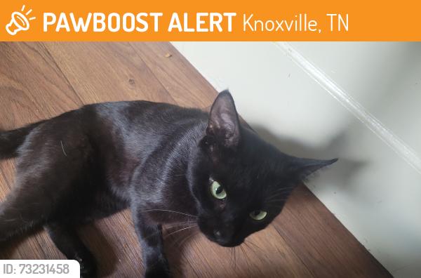 Found/Stray Male Cat last seen Lonsdale, Knoxville, TN 37921