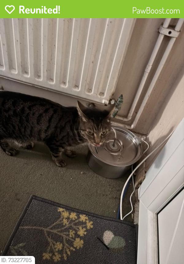 Reunited Male Cat last seen Wandsworth prison est, Greater London, England 