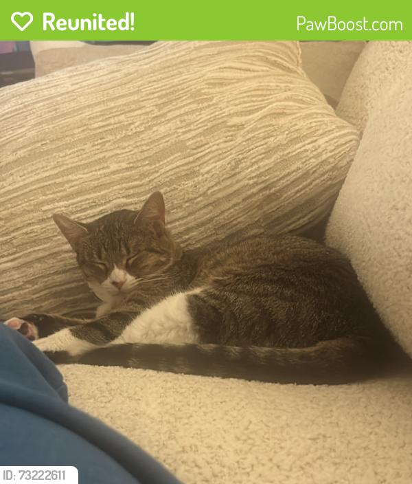 Reunited Female Cat last seen FM 1960 and Sugar Pine Drive, Houston, TX 77090