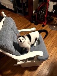 Reunited Male Cat last seen South and Rosemary street, Boston, MA 02130