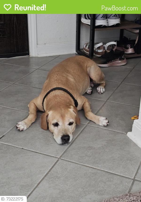 Reunited Male Dog last seen Oakwood Trails Neighborhood next to Rosehill Elementary School, Tomball, TX 77377