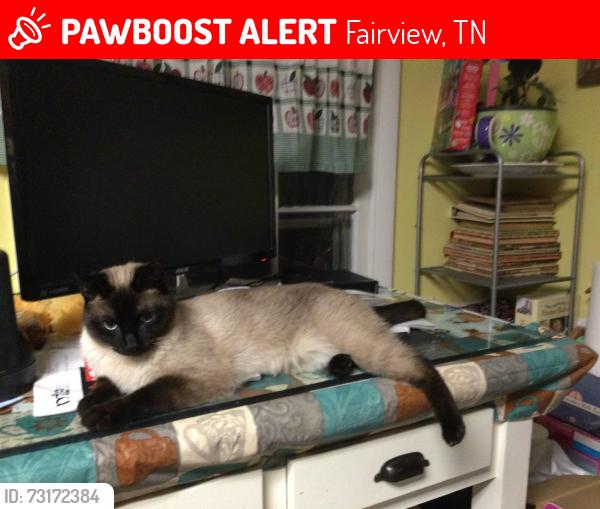 Lost Male Cat last seen North west Hyw cox pike, Fairview, TN 37062