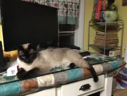 Lost Male Cat last seen North west Hyw cox pike, Fairview, TN 37062