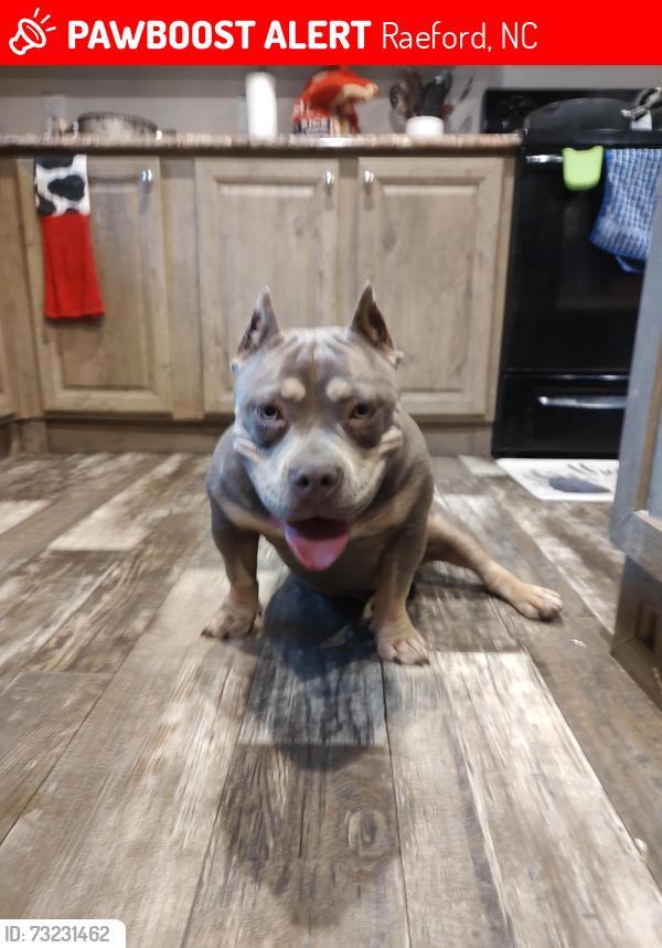 Lost Female Dog last seen Turnpike pines, Raeford, NC 28376