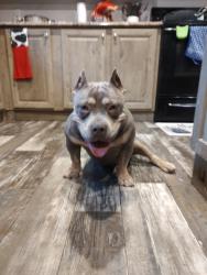 Lost Female Dog last seen Turnpike pines, Raeford, NC 28376