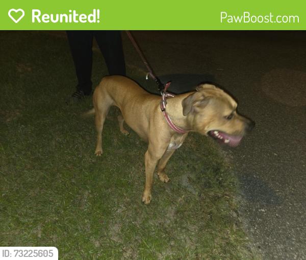 Reunited Male Dog last seen Wisteria Ave, Warrington, FL 32507