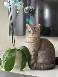 Reunited Male Cat last seen Lamberhurst grove, Crowborough lane, bedgebury place, Kents Hill, England MK7 6JB