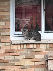 Found/Stray Unknown Cat last seen Van St and Mallory, Elgin, IL 60123