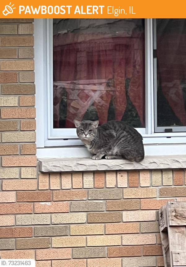 Found/Stray Unknown Cat last seen Van St and Mallory, Elgin, IL 60123