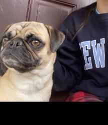 Reunited Female Dog last seen Holme Ave & Revere St, Philadelphia, PA 19152