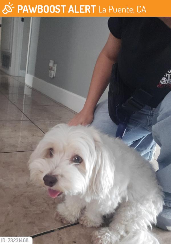 Found/Stray Unknown Dog last seen Echelon, La Puente, CA 91749