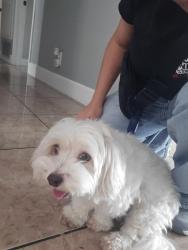Found/Stray Unknown Dog last seen Echelon, La Puente, CA 91749