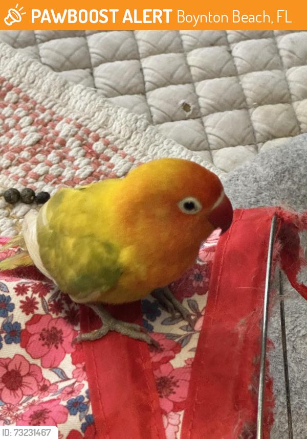 Found/Stray Unknown Bird last seen White feather trail, Boynton Beach, FL 33436