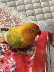 Found/Stray Unknown Bird last seen White feather trail, Boynton Beach, FL 33436