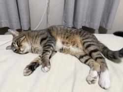 Lost Female Cat last seen Harrison blvd, Kalispell, MT 59901
