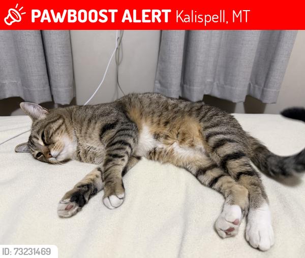 Lost Female Cat last seen Harrison blvd, Kalispell, MT 59901