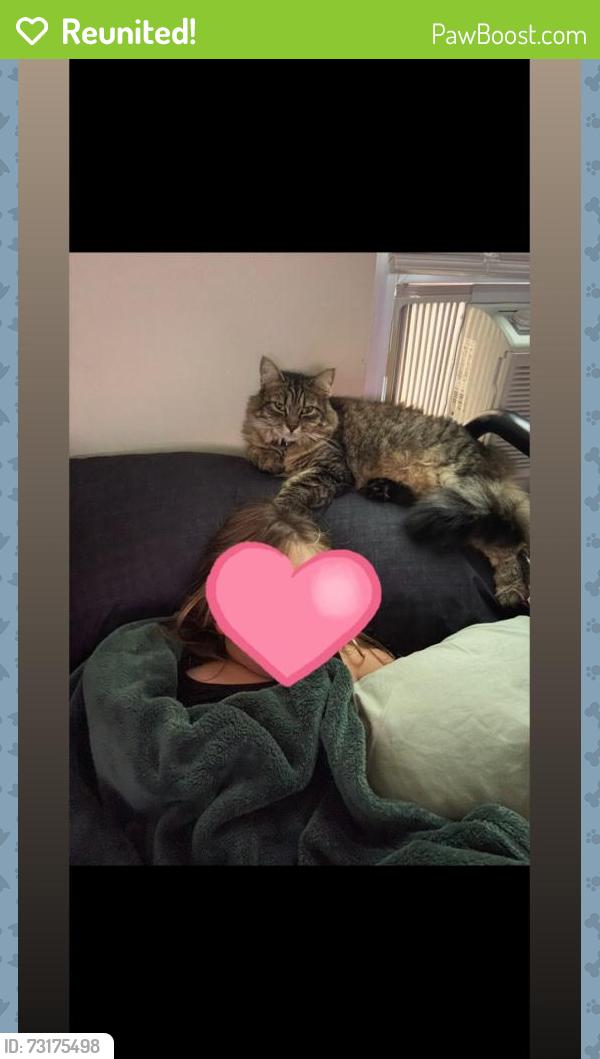 Reunited Female Cat last seen Sparrowbush rd latham, Colonie, NY 12110
