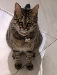 Lost Female Cat last seen Near, Hollywood, FL 33027
