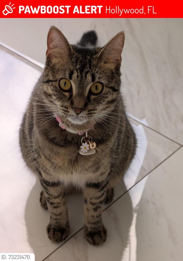 Lost Female Cat last seen Near, Hollywood, FL 33027