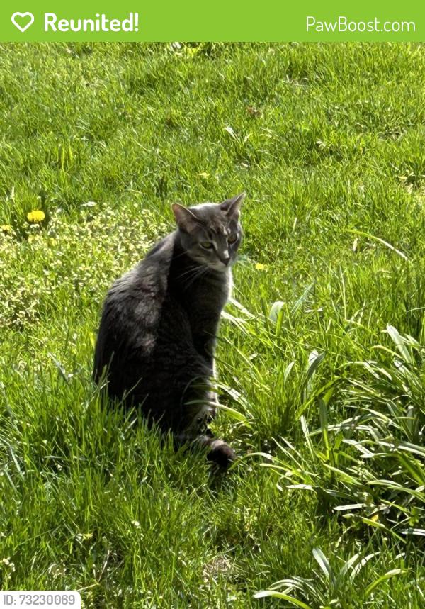 Reunited Male Cat last seen Cedar and Biddle, Lapeer, MI 48446