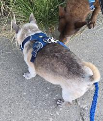 Reunited Male Dog last seen Santa Rosalia/Stocker, Los Angeles, CA 90008