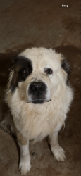 Reunited Male Dog last seen Brunson avenue, carlton st, Midland, TX 79701