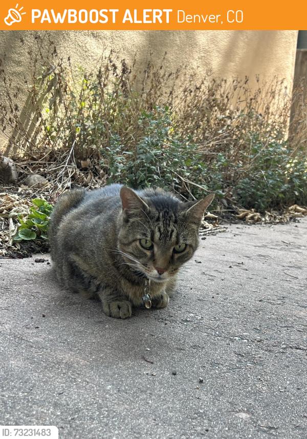 Found/Stray Unknown Cat last seen e colfax and n williams, Denver, CO 80218