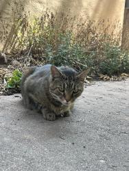 Found/Stray Unknown Cat last seen e colfax and n williams, Denver, CO 80218