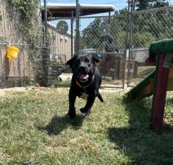 Shelter Stray Female Dog last seen 35, City of Alvarado, TX, 602 S Pkwy Dr, Alvarado, TX 76009, USA