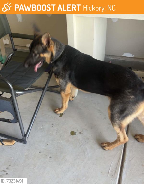 Found/Stray Unknown Dog last seen Lenoir Rhyne university, Hickory, NC 28601